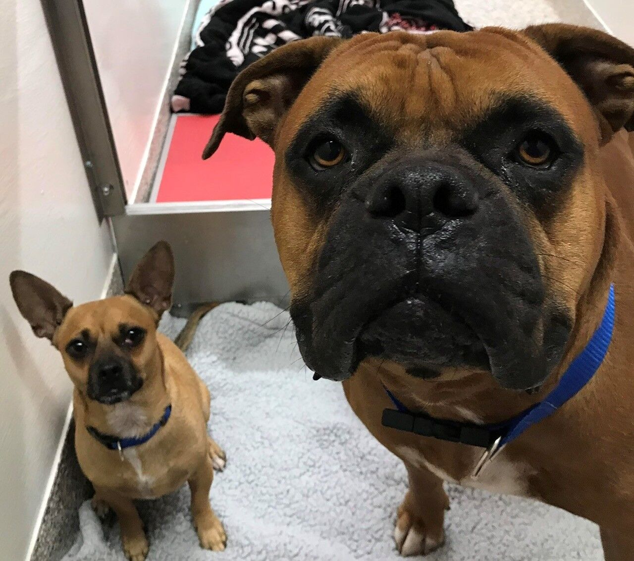 Captain and Buddy